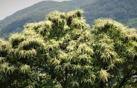De nombreux produits à base de châtaigne
