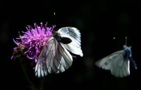 Papillon © Camping Le Petit Monde