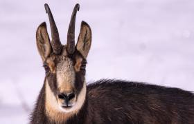 Chamois