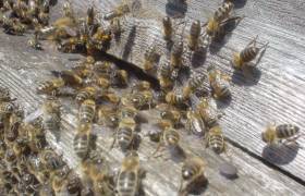 abeilles