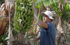 Bananes © Angie et Benji