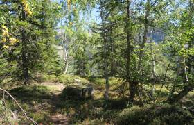 forêt sylvothérapie