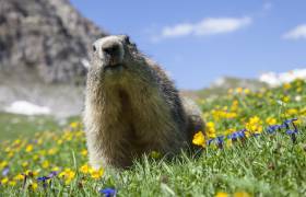 marmotte