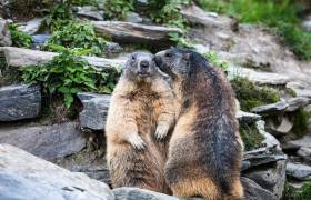 deux marmottes