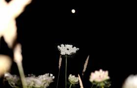 Balade nocturne