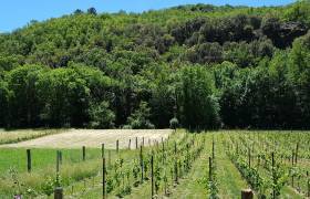 Vignes © Clos de la Rouvière