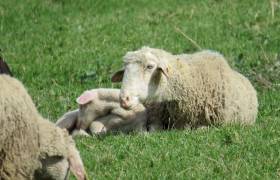 Moutons des Pyrénées © Pyloow