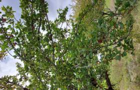 Les fruitiers des Chenevières de Colmier le Haut