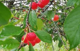 Cerises
