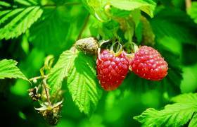 FRAMBOISE
