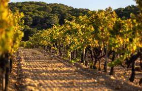Domaine de la Courtade