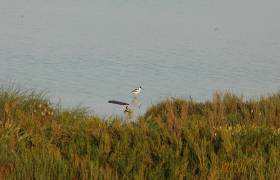 Avocette
