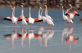 Flamant rose