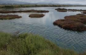 Salins