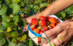 Ecrins de fruits