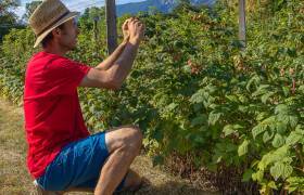 Ecrins de fruits