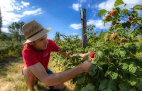 Ecrins de Fruits