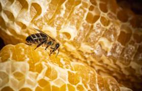 Abeille - Miellerie de Bourbon