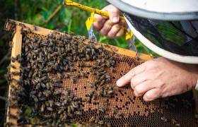 Julienne Serge - Beekeeper