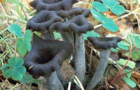 champignon 2