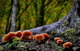 champignon 1