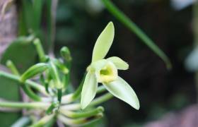 Vanille cultivée en agroforesterie à La Réunion