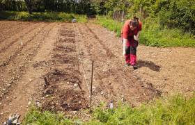 Plantation