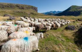Ferme De l'Aouda - P. MEYER - AE Médias - Parc national des Pyrénées