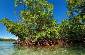 Excursion Grand Cul-de-Sac marin, mangrove © Nico&amp;amp;Co