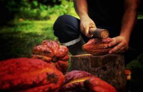 Cabosses de cacao et Franck Morel, Bitasyon Bio © Sébastien Domballe