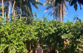 Sur l'exploitation Bitasyon Bio © Esther Lobet Bedjedi - Parc national de La Réunion
