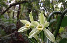 Fleurs ©  Plantation Vanilla-Bourbon