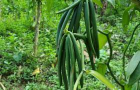Vanille © Plantation Vanilla-Bourbon