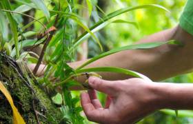 Plantation Vanilla-Bourbon © Office de Tourisme de l'Est (La Réunion)