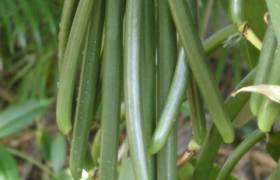 Plantation Vanilla-Bourbon, vanille © Ile de La Réunion Tourisme