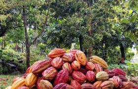 Récolte de cacao © Bitasyon Bio