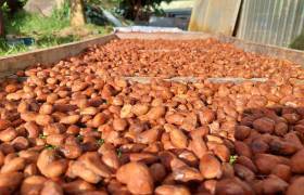 Séchage des fèves cacao, Bitasyon Bio © Sébastien Domballe