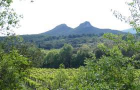 Vignoble 2