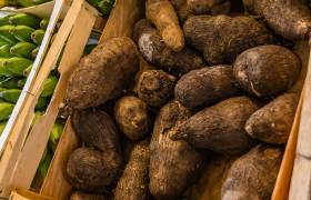 Domaine Natirèl, manioc © Dannick Narcisse - OFB