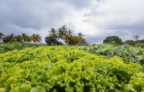 Domaine Natirèl, salades © Dannick Narcisse - OFB