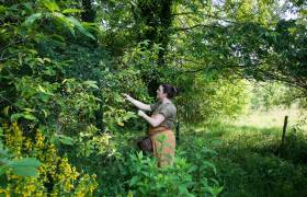 LM Chardon _ plantes tinctoriales