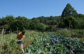 Les pigments du jardin
