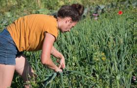 Les pigments du jardin