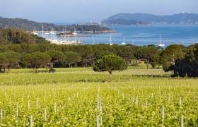 Vue depuis le vignoble de la Courtade