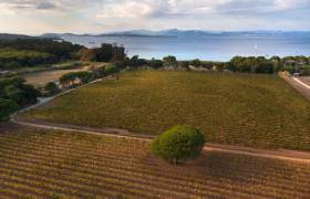 Vue du vignoble de la Courtade