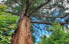 Sequoia