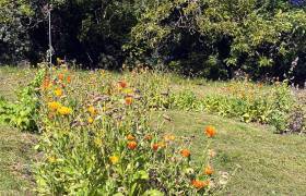 Fleurs comestibles