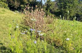 Fleurs comestibles