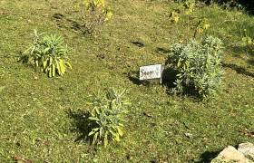 Aromatiques