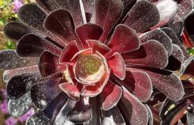jardin des sept sens